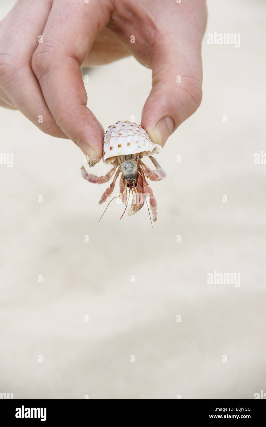 How to catch crab by hand in hold hi-res stock photography and images -  Alamy