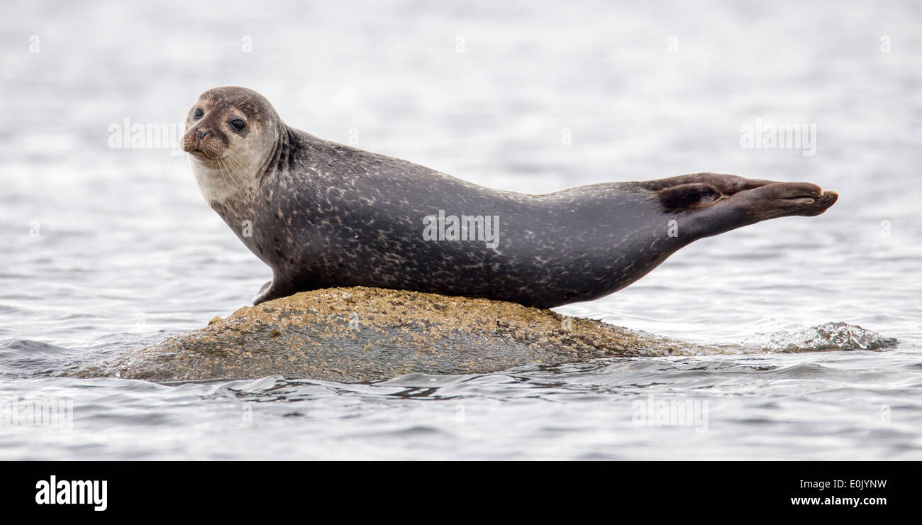 Seal Tail High Resolution Stock Photography and Images Alamy