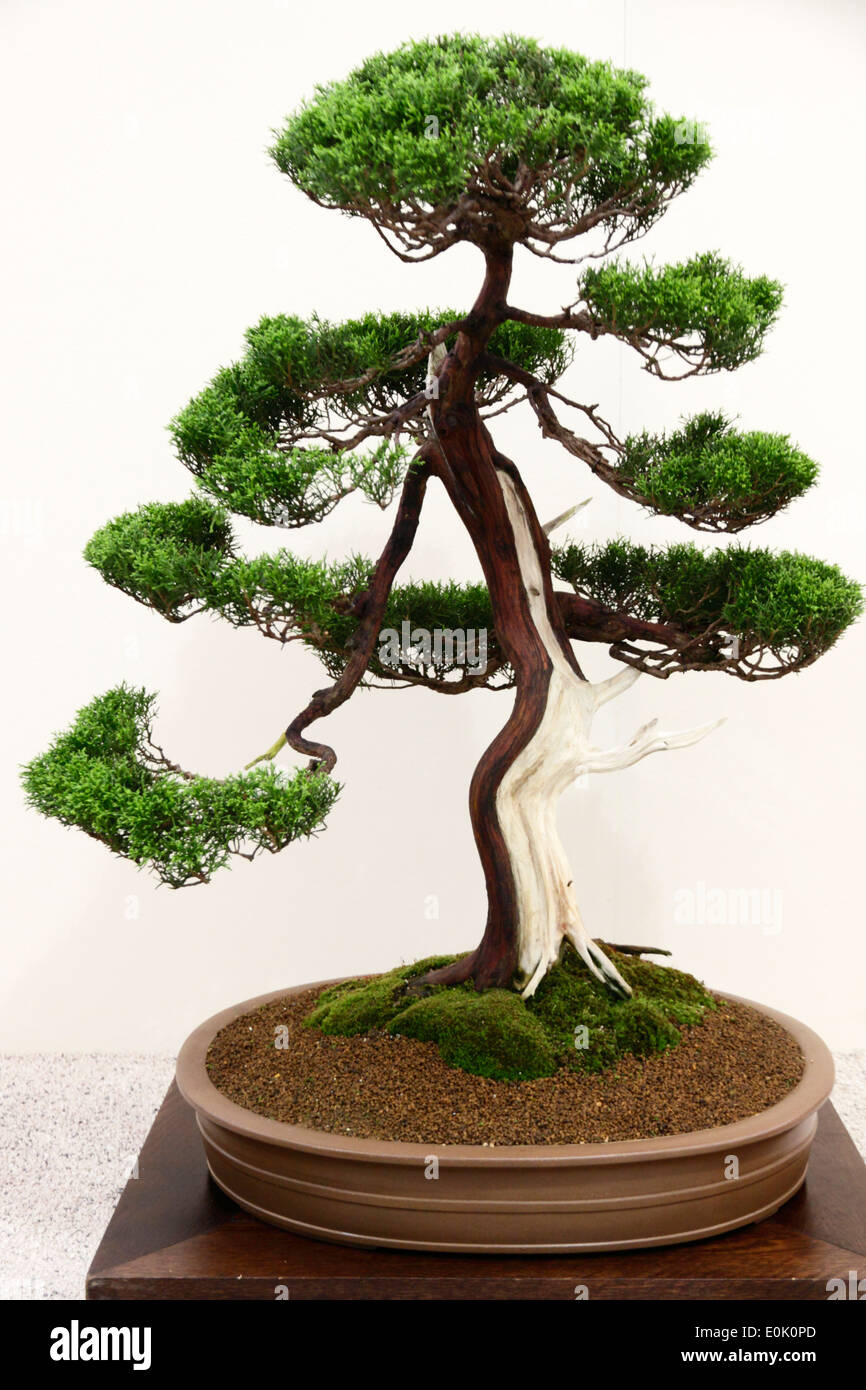 Japanese style bonsai tree plant,chinese juniper,juniperus chinensis. Stock Photo