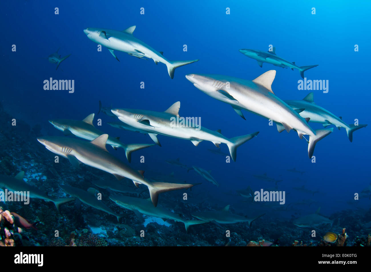 School of grey reef sharks, Fakarava, French Polynesia (Carcharhinus amblyrhynchos) Stock Photo