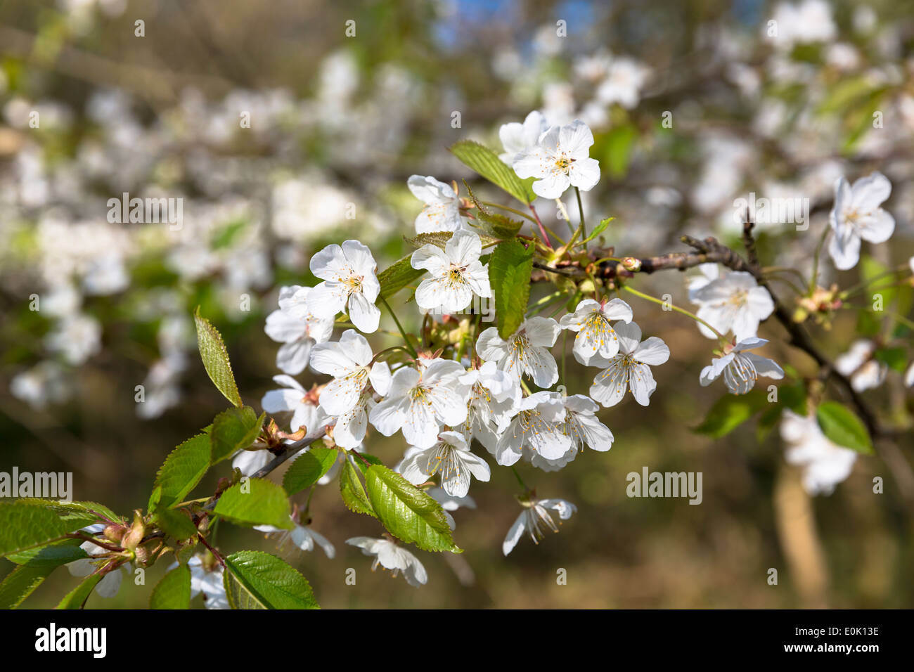 Common Hawthorn blossom, Crataegus monogyna, as Spring turns to Summer, United Kingdom Stock Photo