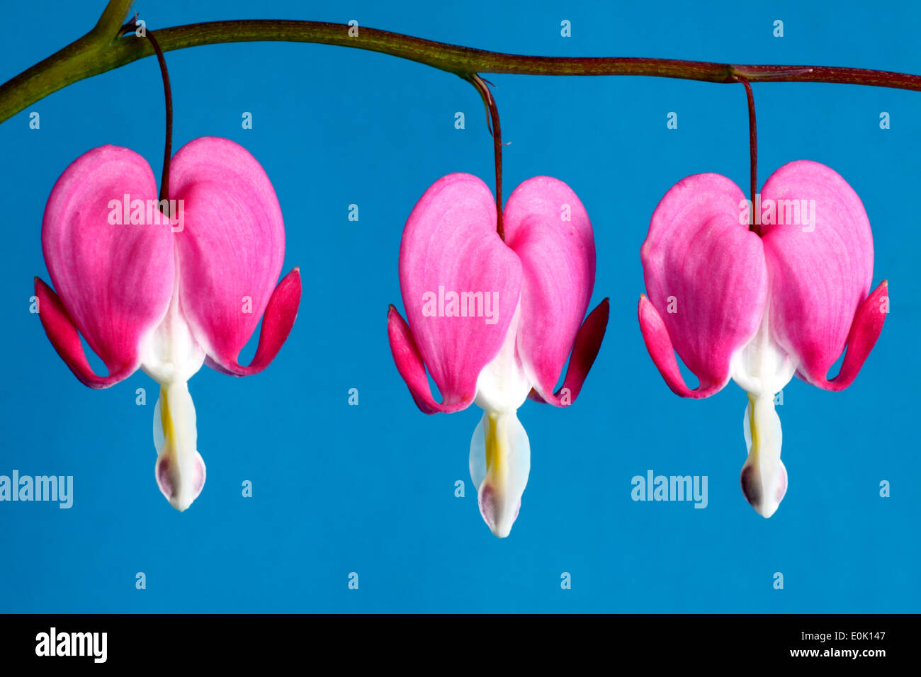 Three Bleeding Heart pendant flowers hanging from stem. Stock Photo