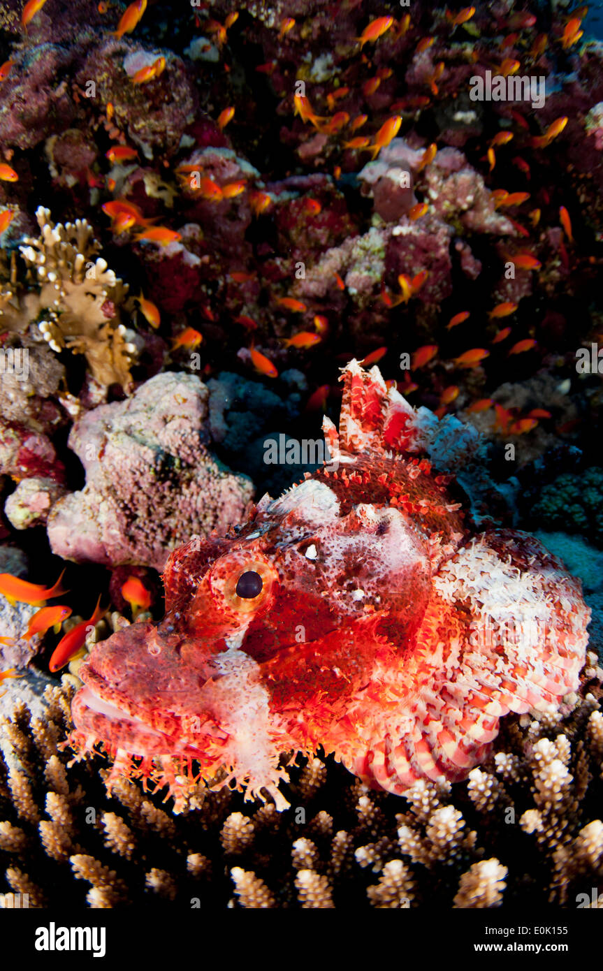 Flathead scorpionfish in a reef, Red Sea, Egypt (Scorpaenopsis oxycephalus) Stock Photo