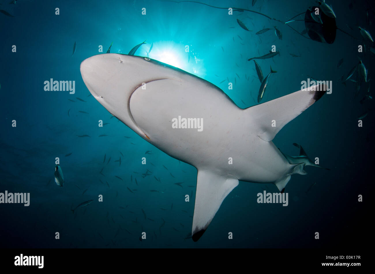 Oceanic Blacktip Sharks, Aliwal Shoal, South Africa (Carcharhinus limbatus) Stock Photo