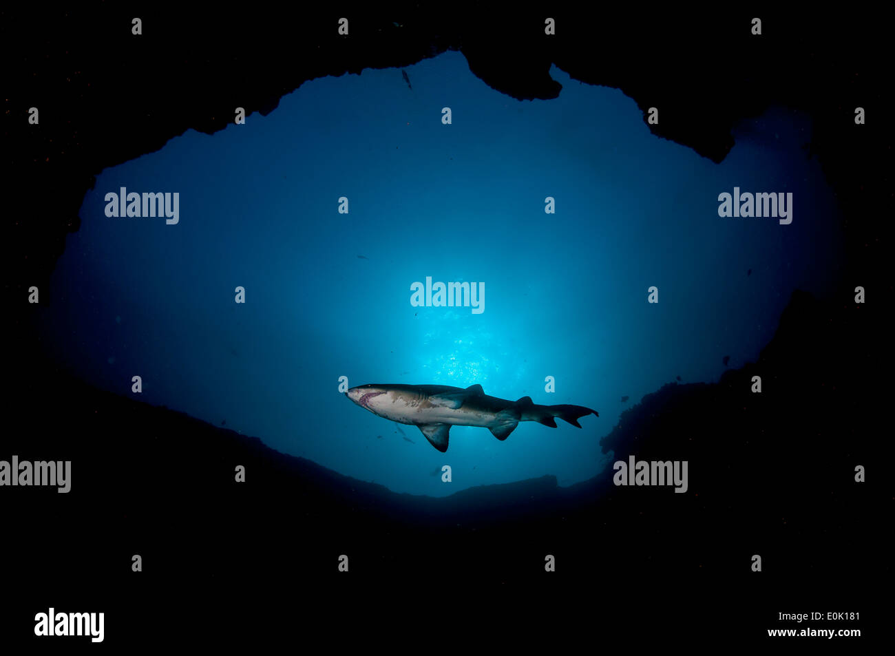 Sand tiger shark (grey nurse shark, ragged-tooth shark) in a cave