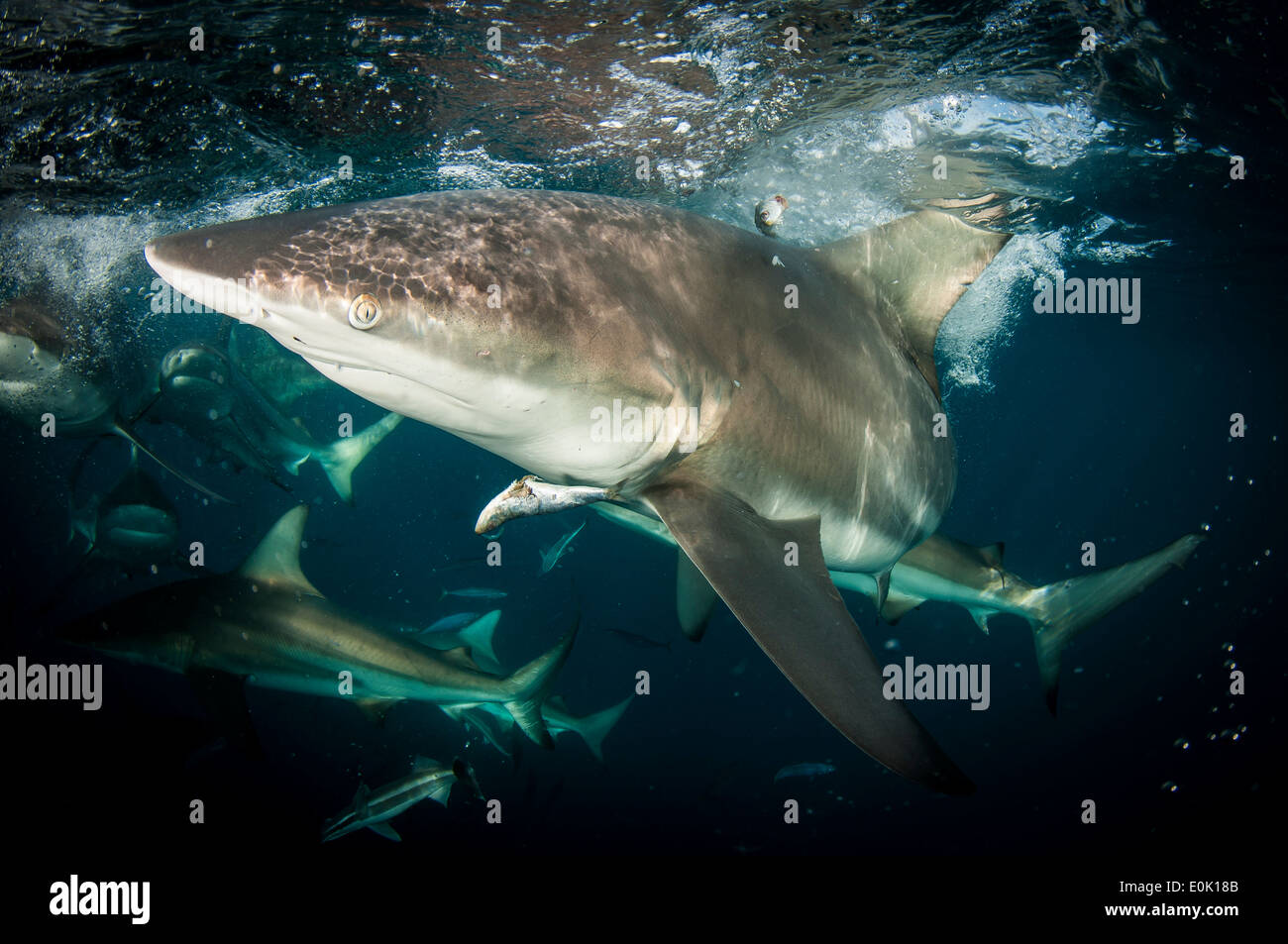 Oceanic Blacktip Sharks feeding, Aliwal Shoal, South Africa (Carcharhinus limbatus) Stock Photo