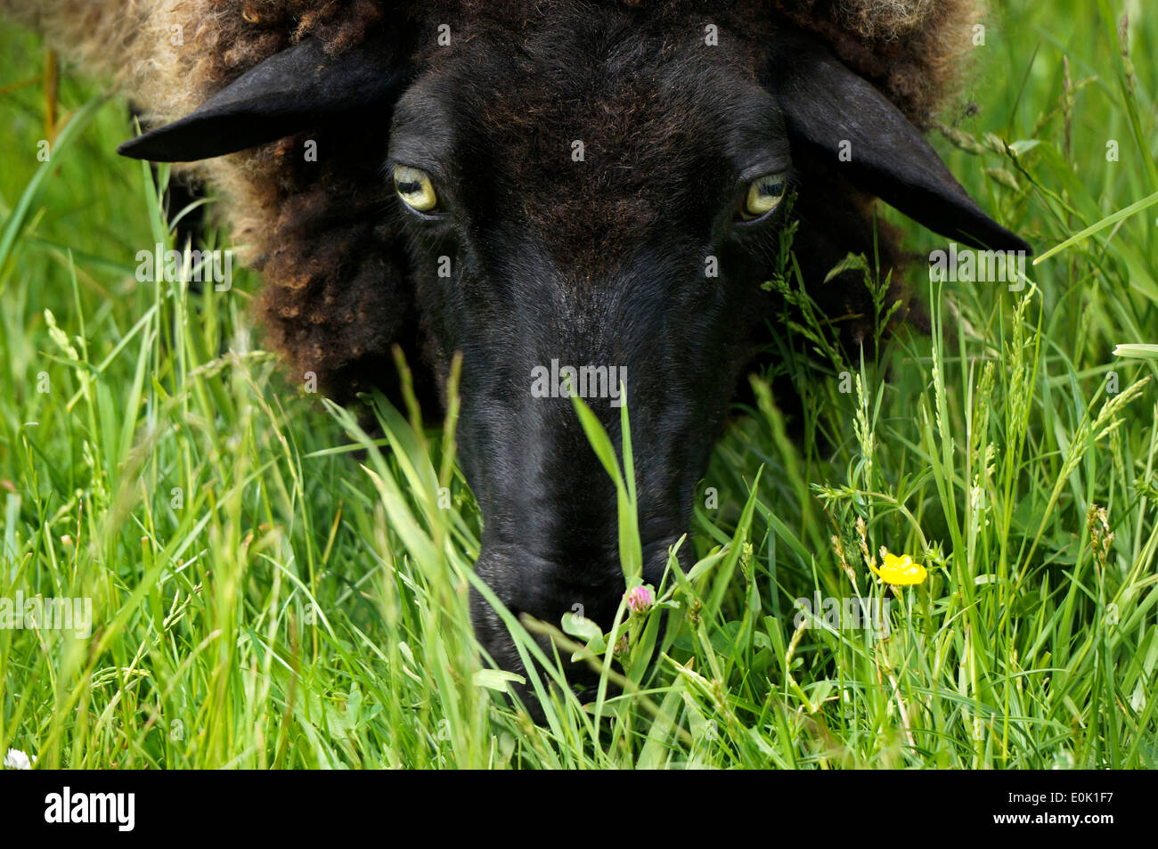 A black sheep with green eyes grazing Stock Photo