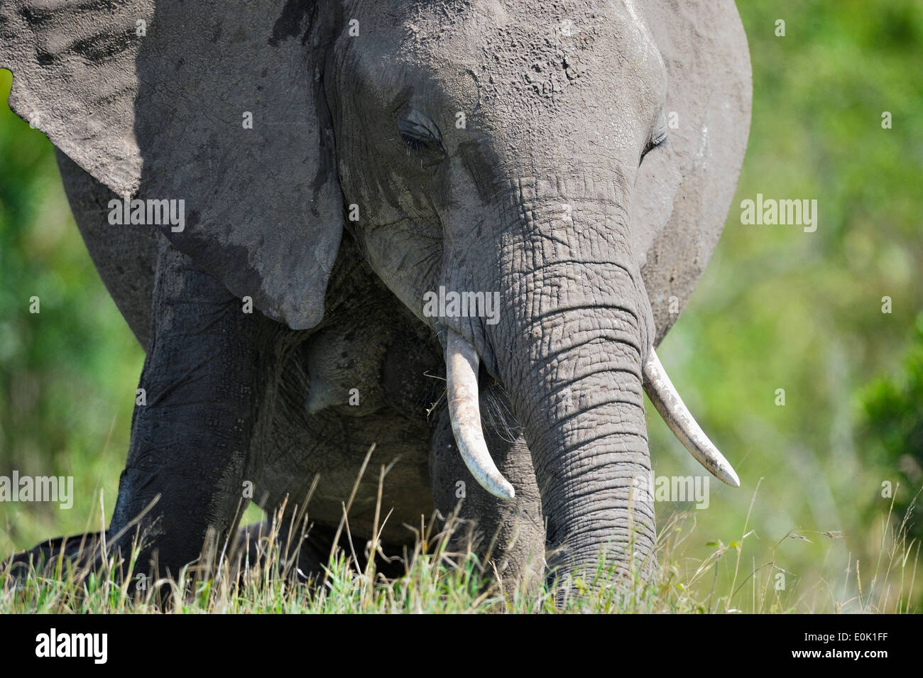 Elephant frontal close-up portrait, Masai Mara, Kenya Stock Photo