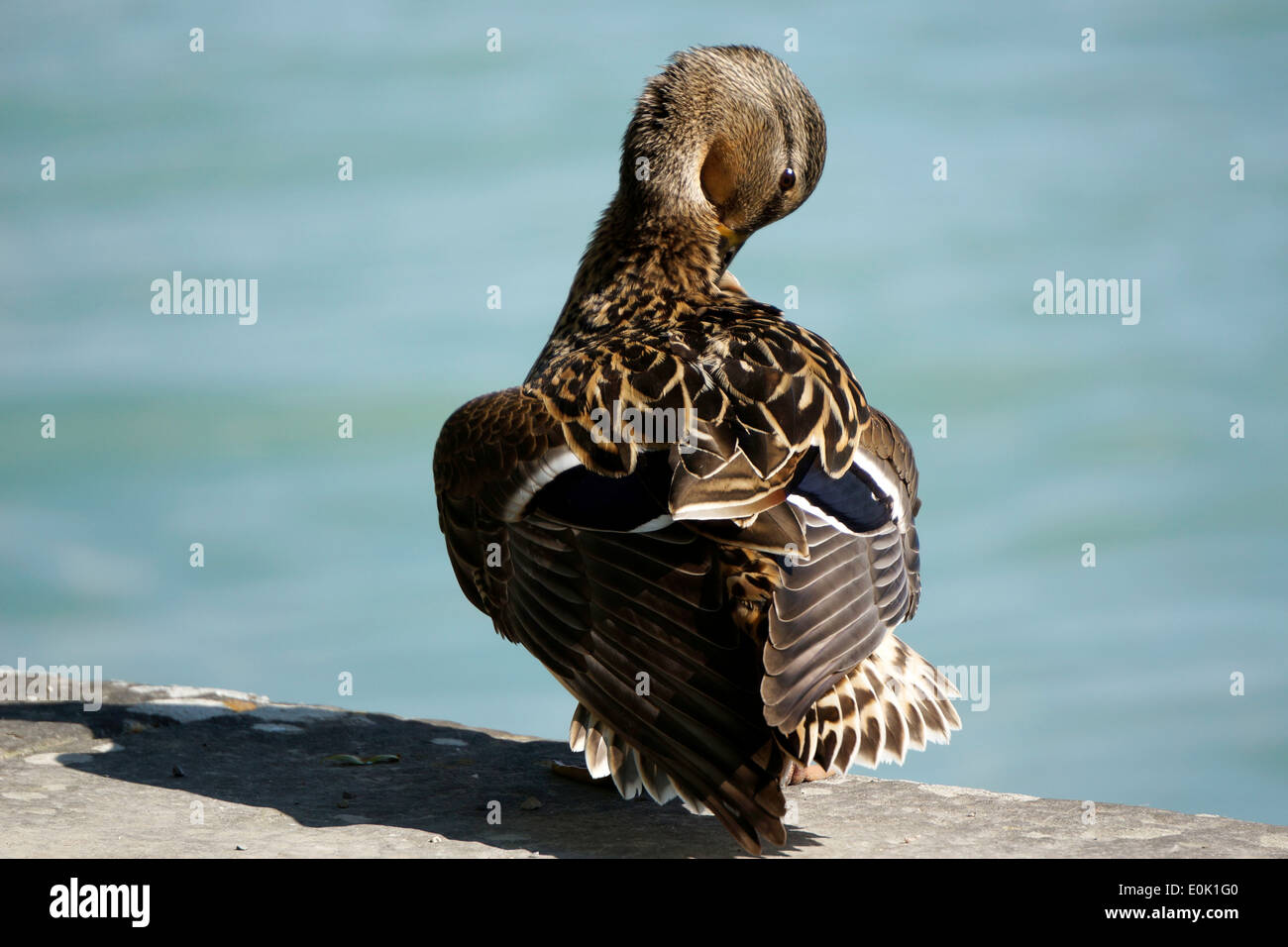 A female duck dressing their plumage on the shore of a lake Stock Photo