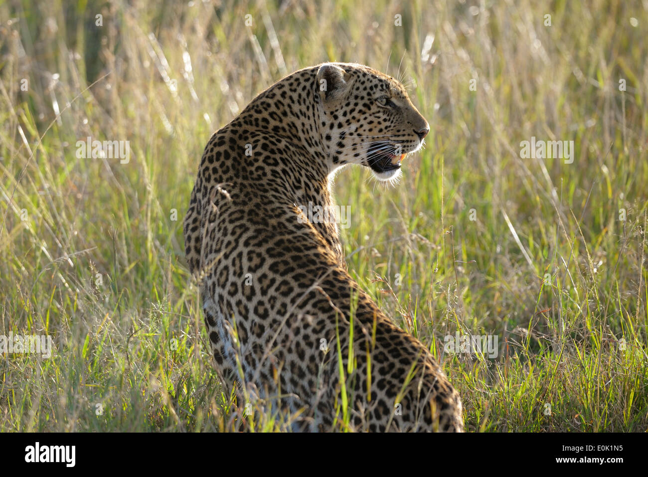 Leopard in the high grass, Masai Mara, Kenya Stock Photo