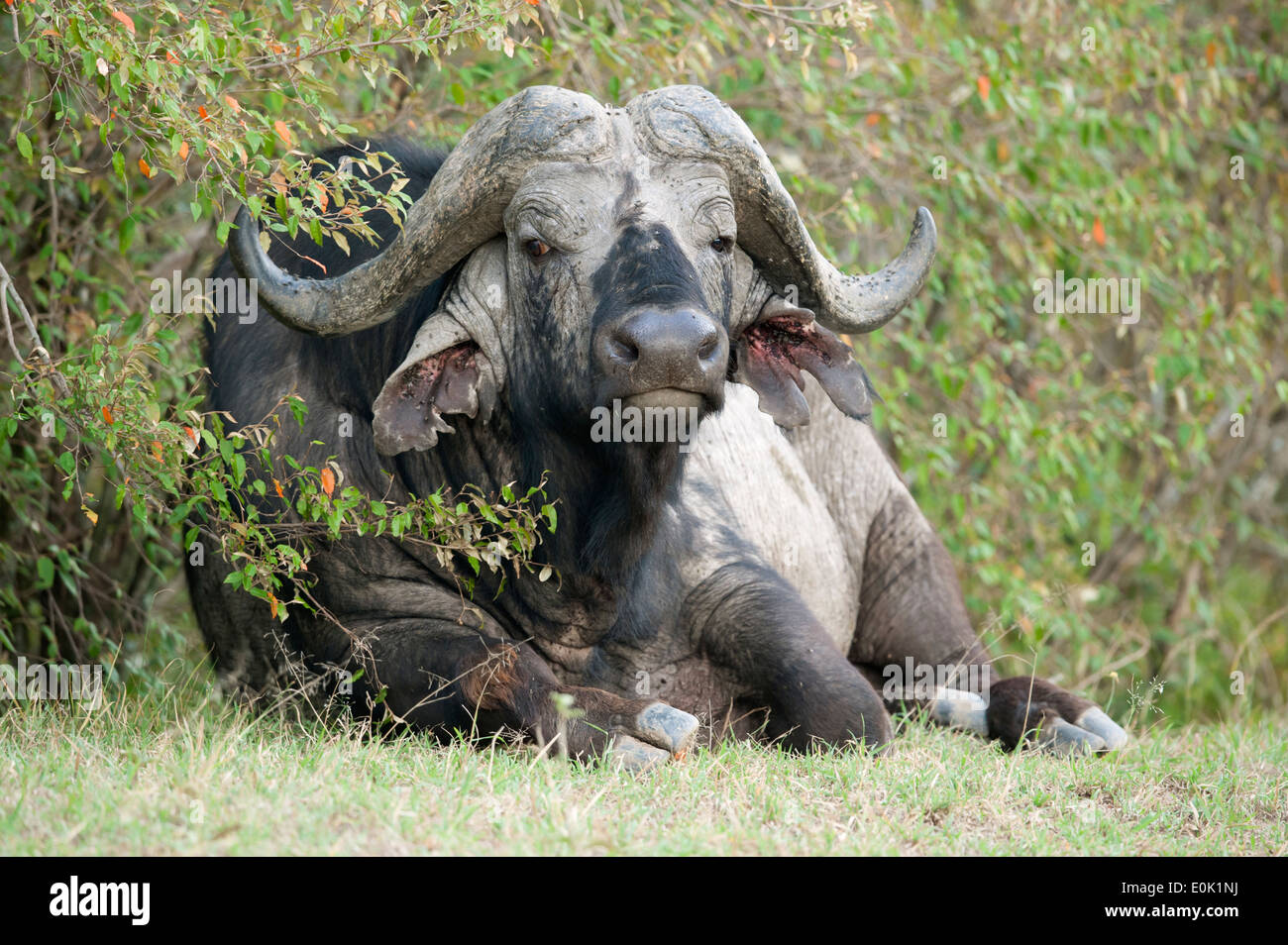 Cape buffalo close up at dusk, Serengeti, Tanzania Stock Photo