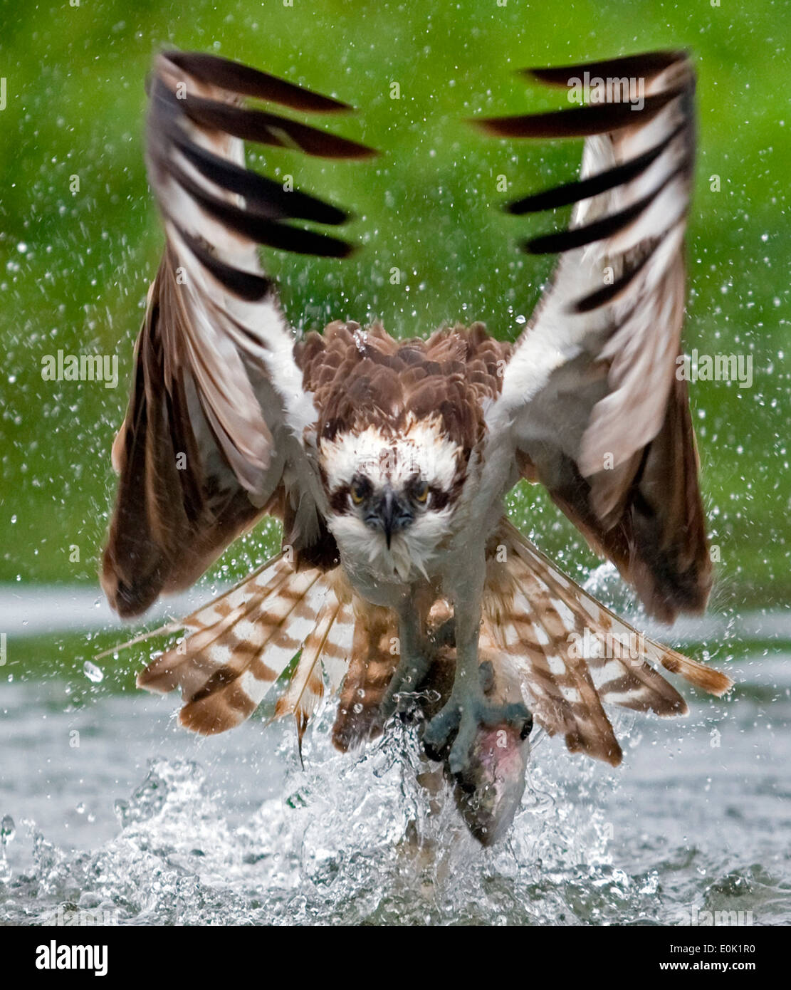 Osprey fishing for salmon trout, Finland (Pandion haliaetus Stock Photo