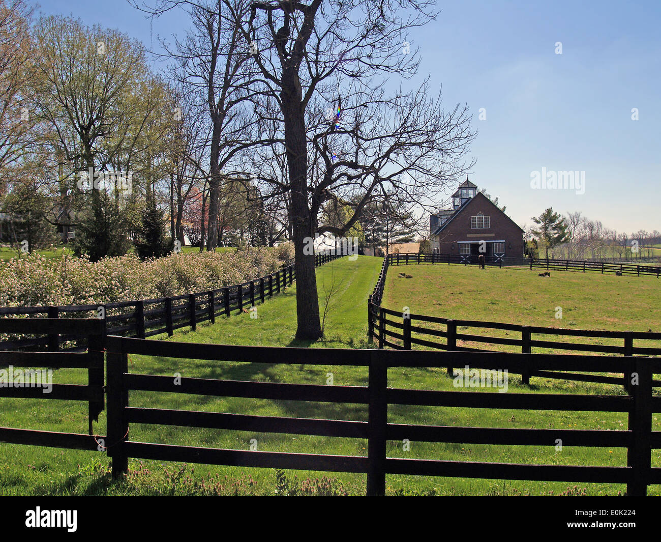 Black Fences And A Cupolaed Horse Barn On The Bluegrass Country