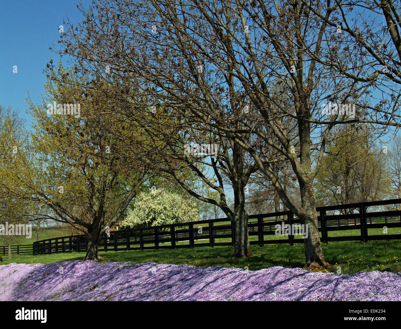 Purple ground phlox and black fences on the Bluegrass Country Driving Tour,Lexington,Kentucky Stock Photo