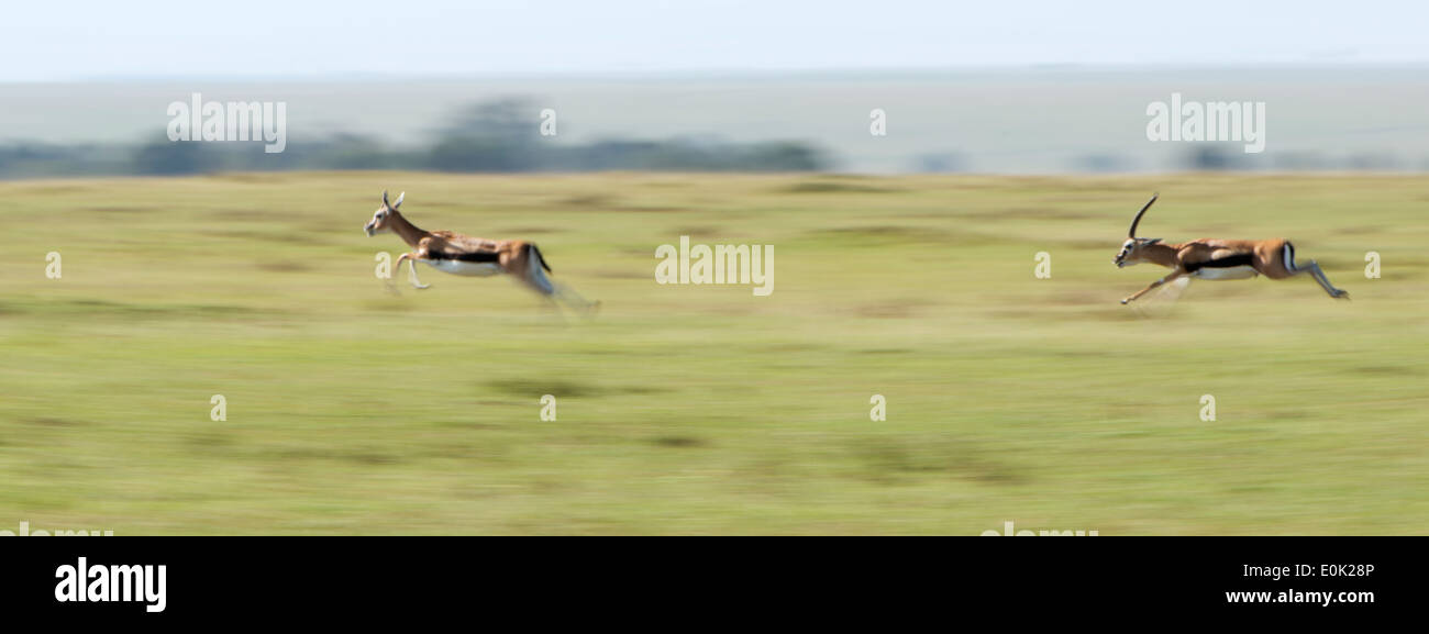 Gazelle jumping hi-res stock photography and images - Alamy