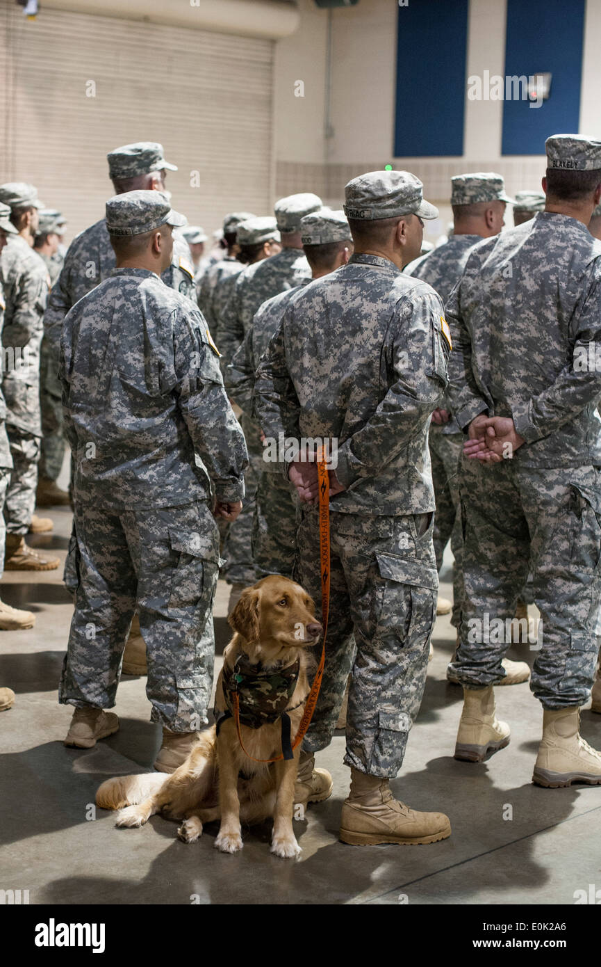 Rosco, a post-traumatic stress disorder companion animal, stands behind his owner Sgt. 1st Class Jason Syriac, a military polic Stock Photo