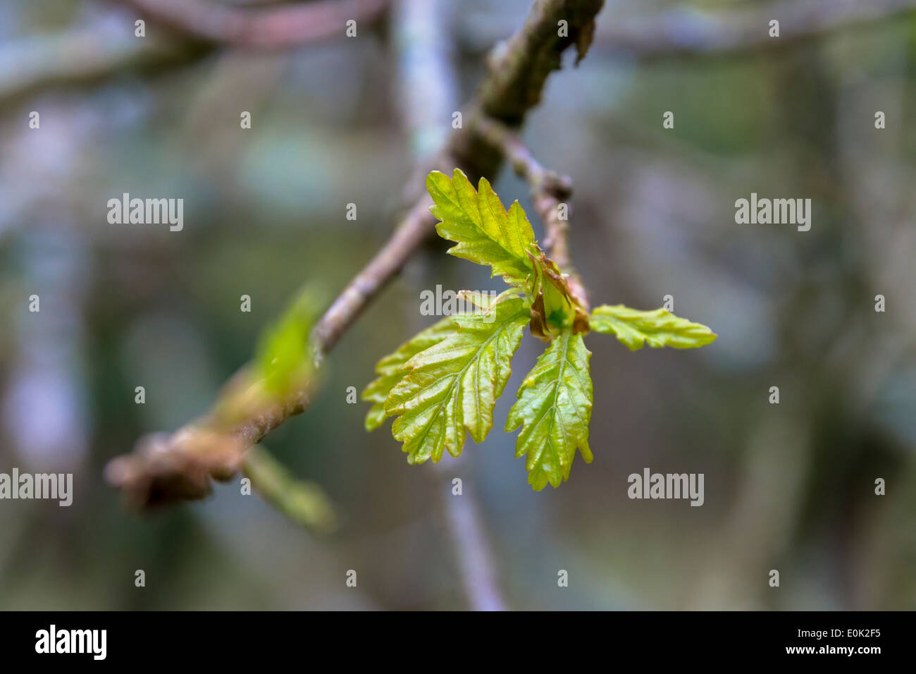 Oak tree bud leaf hires stock photography and images Alamy