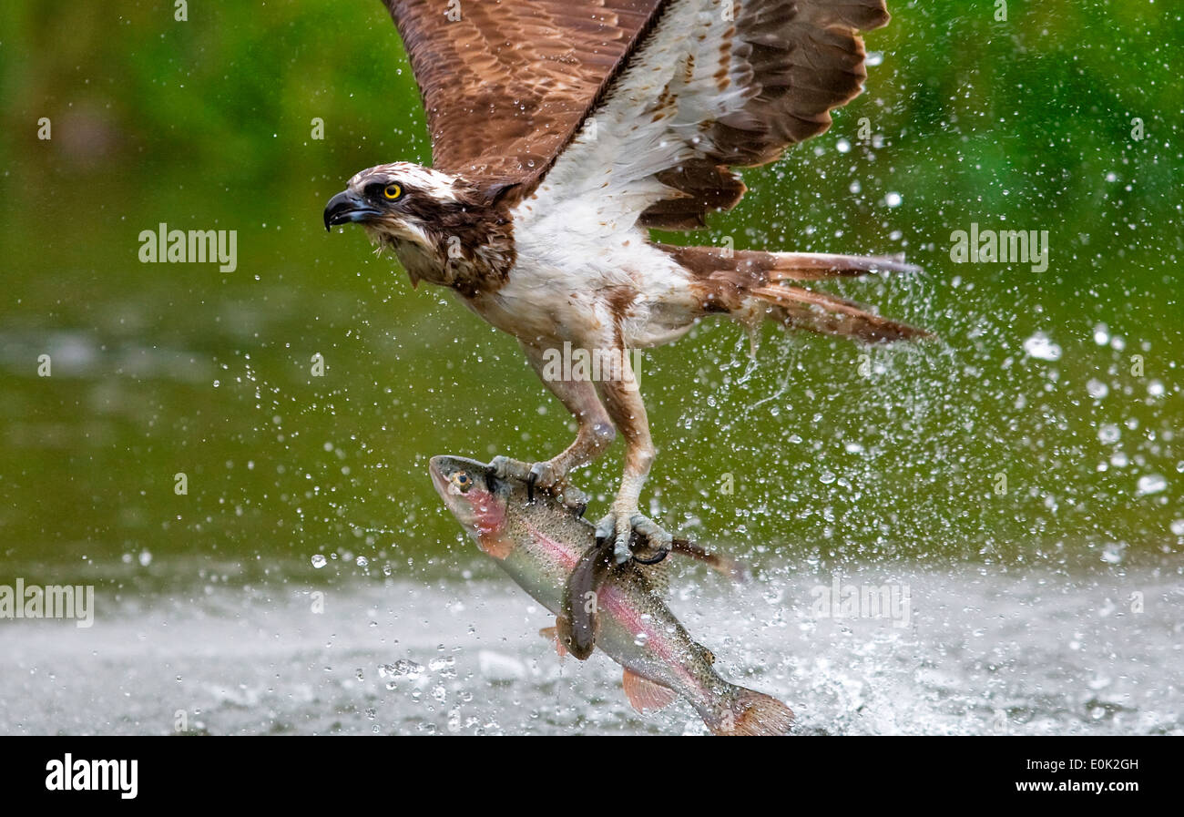 Osprey fishing for salmon trout, Finland (Pandion haliaetus Stock Photo