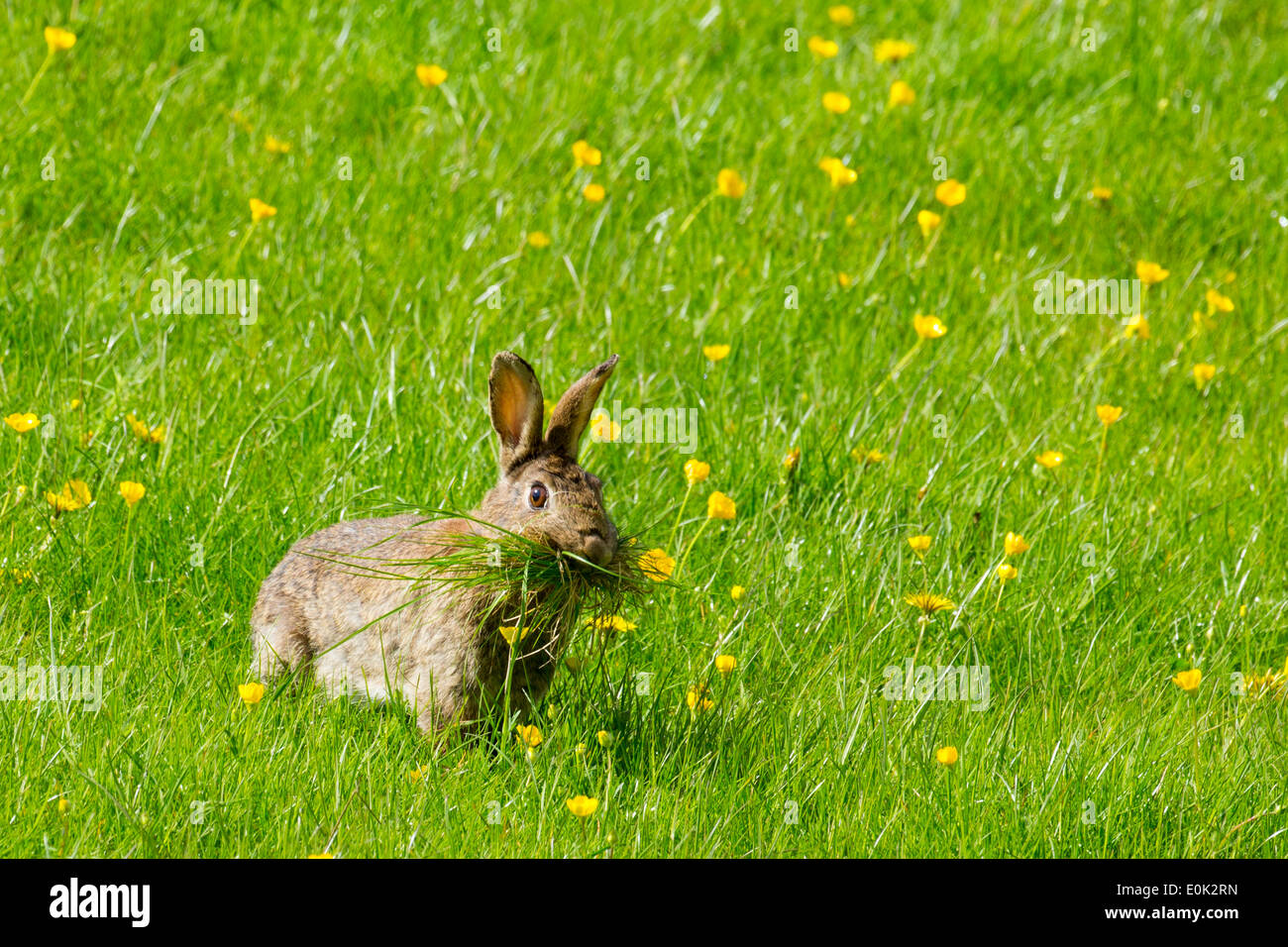 Wild rabbit munching grass in a field of buttercups, UK Stock Photo