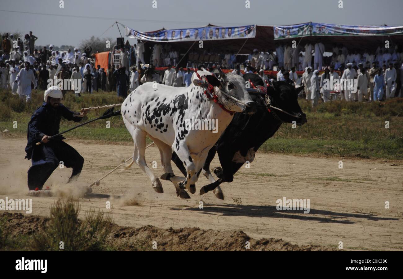 Gujar Khan, Pakistan. 15th May, 2014. A Pakistani jockey drives his bulls as he competes in a traditional bull racing in a village near Gujar Khan some 50 kilomters from Islamabad, on May 15, 2014. During the race bulls run in pair, yoked together with heavy wooden frames called 'joots', the jockey rides behind on a metal or wooden tray attached to the yoke by a rope. Credit:  PACIFIC PRESS/Alamy Live News Stock Photo