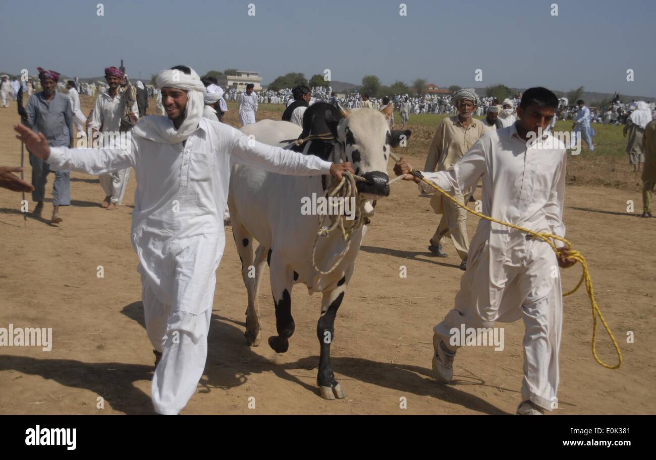 Gujar Khan, Pakistan. 15th May, 2014. Pakistani bulls owner bring their bulls to take part in a traditional bull racing in a village near Gujar Khan some 50 kilomters from Islamabad, on May 15, 2014. During the race bulls run in pair, yoked together with heavy wooden frames called 'joots', the jockey rides behind on a metal or wooden tray attached to the yoke by a rope. Credit:  PACIFIC PRESS/Alamy Live News Stock Photo