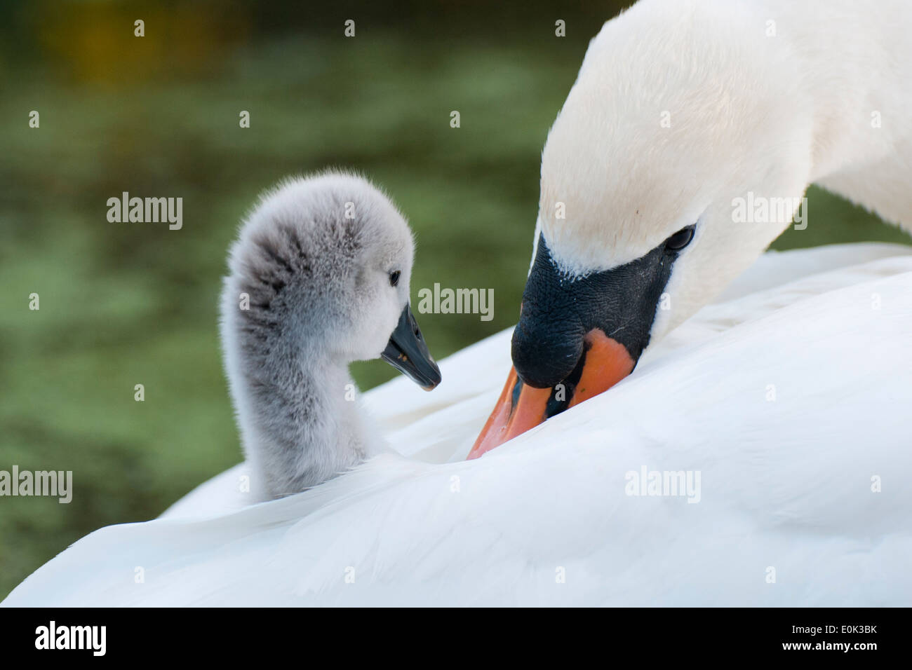 on moms back hires stock photography and images Alamy