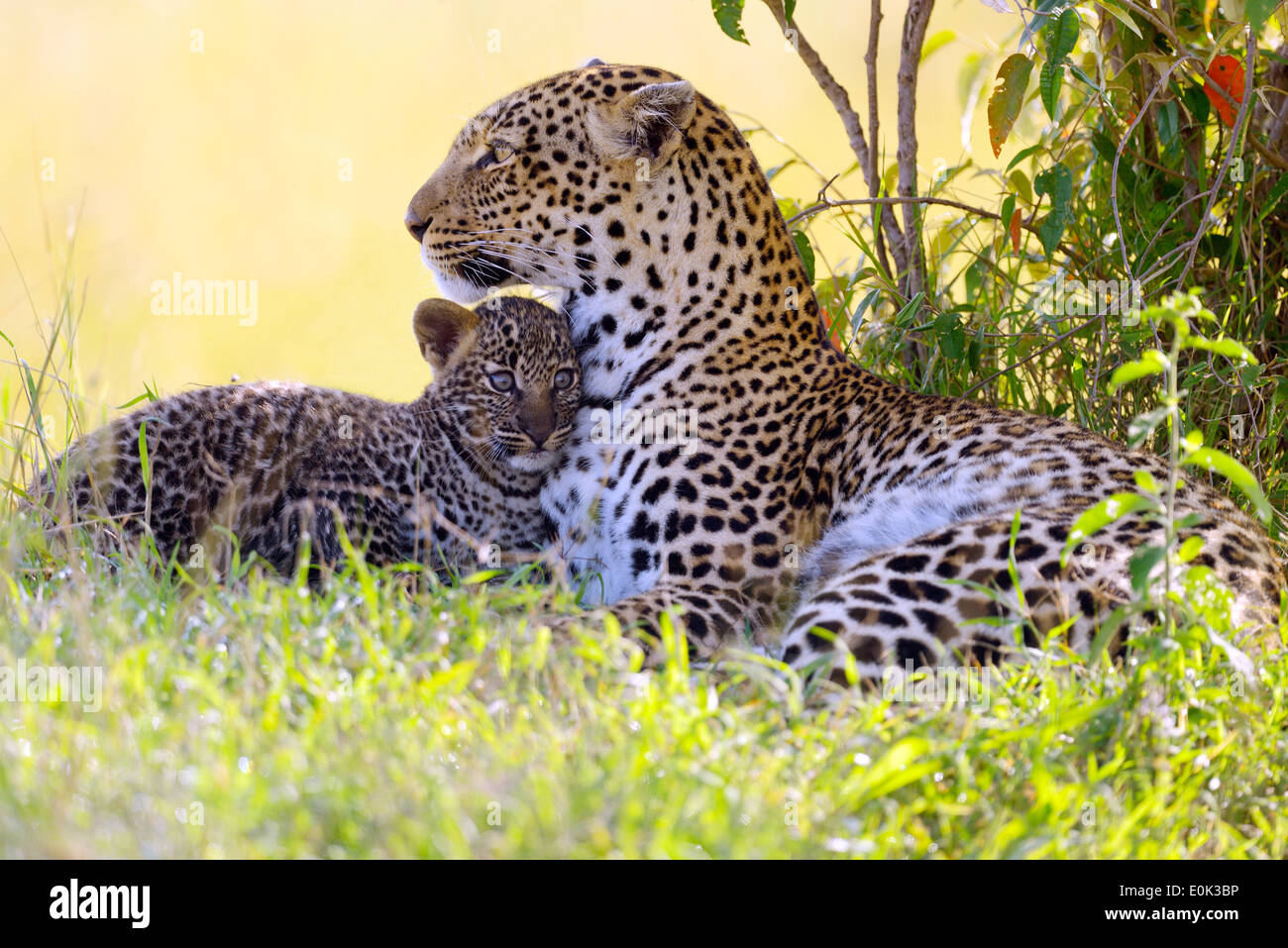 Leopard mother with a cub, Masai Mara, Kenya Stock Photo - Alamy