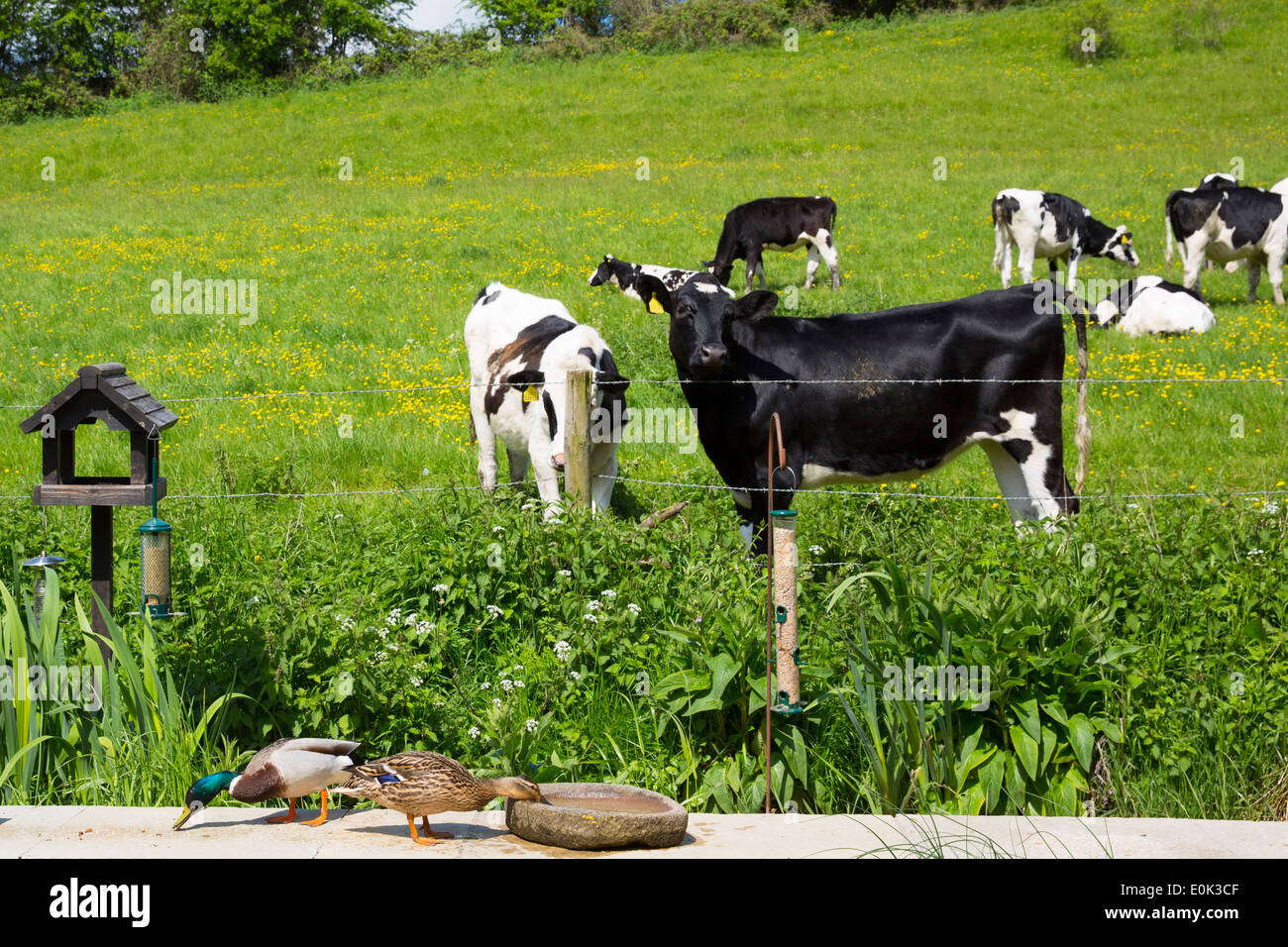 Landschap met melkmeisjes en koeien en jagers Landscape with milk girls  milking cows nearby stream where hunter shoots ducks. Among the show is a  verse in Latijn. Manufacturer : to print from