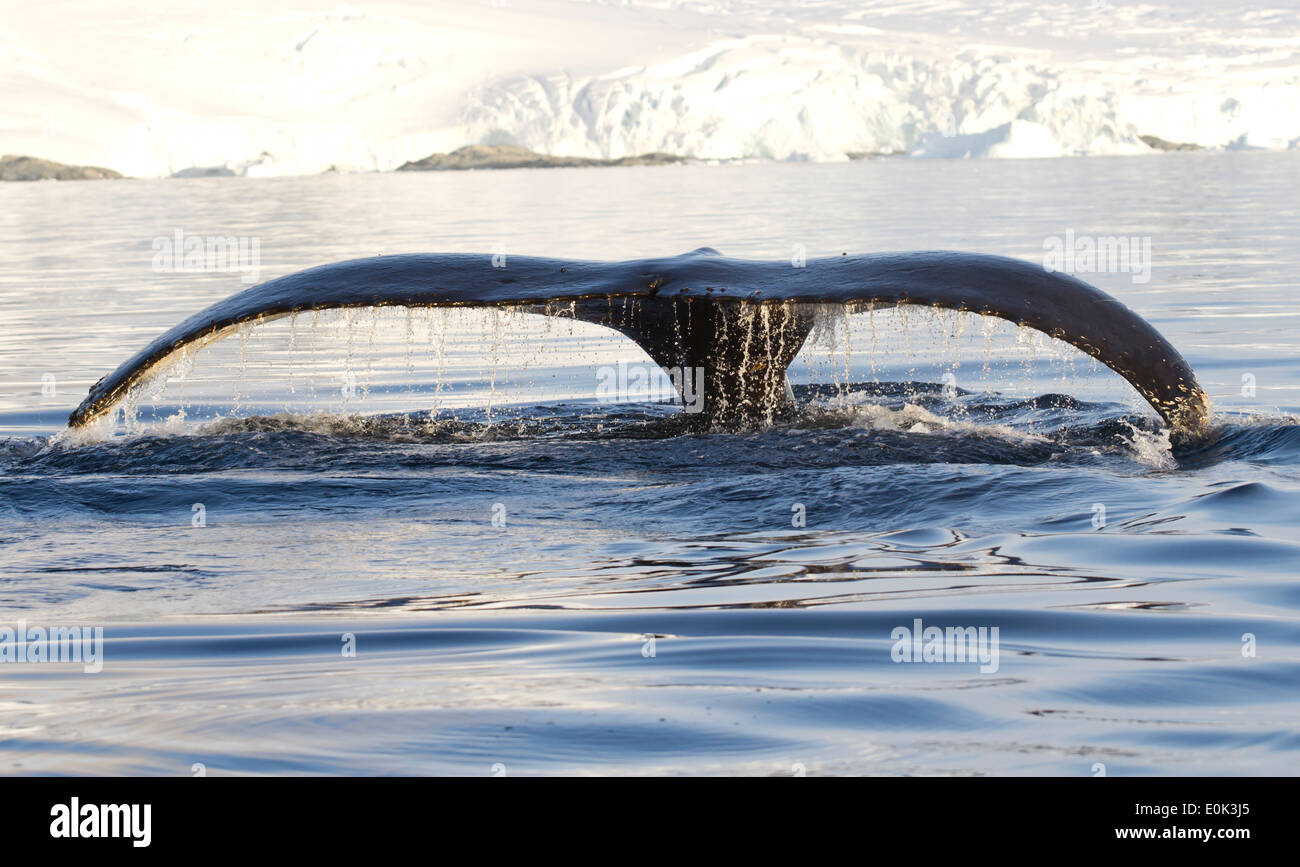 humpback whale tail that shows during the dives in Antarctic waters ...