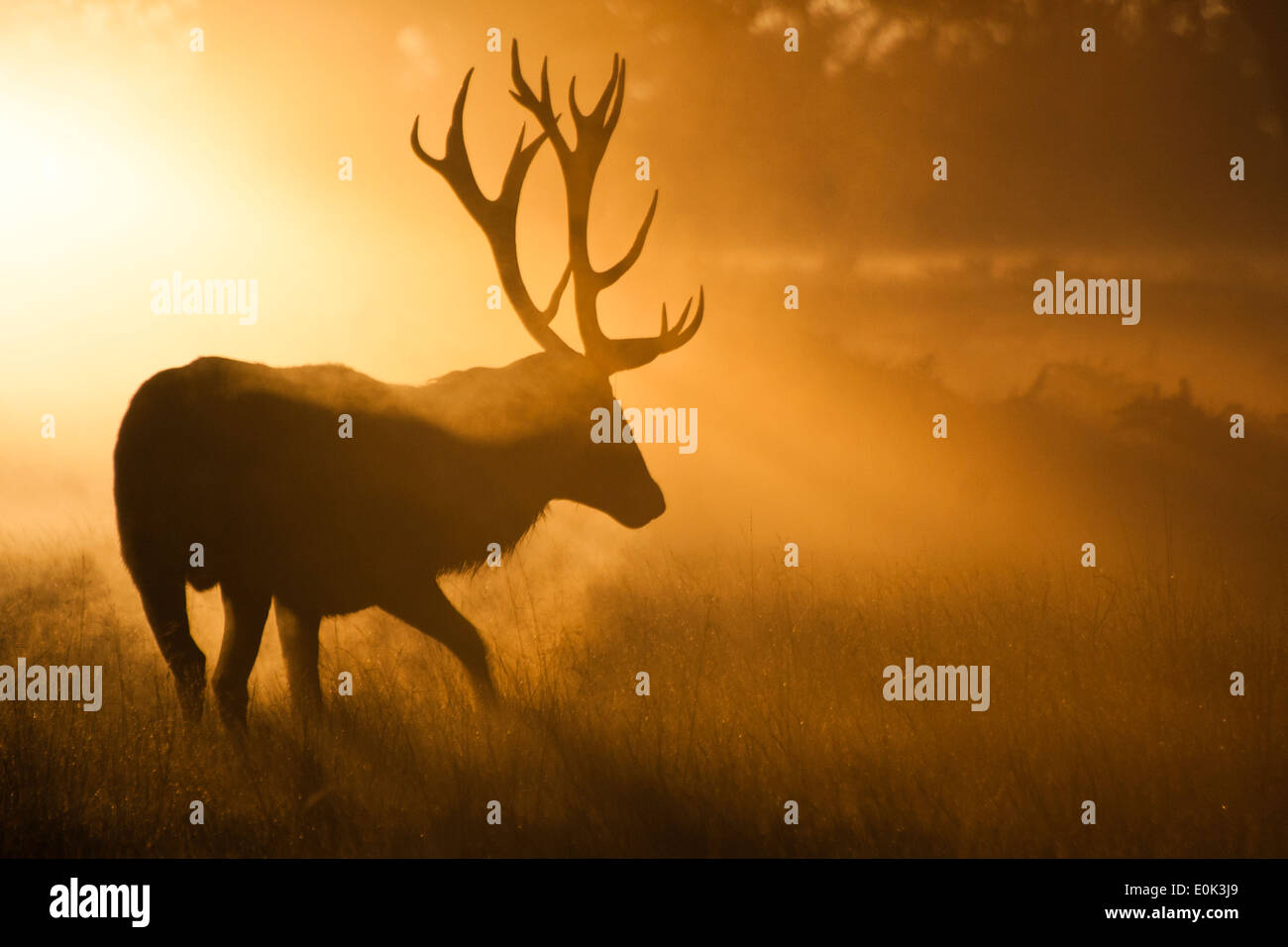 Red deer, Richmond Park, London. (Cervus elaphus) Stock Photo