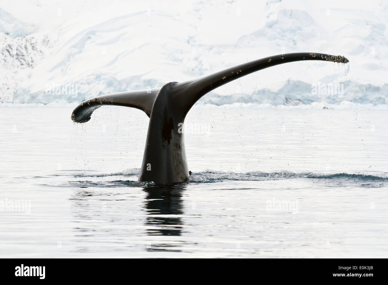 humpback whale tail showing during the dives in Antarctic waters Stock ...
