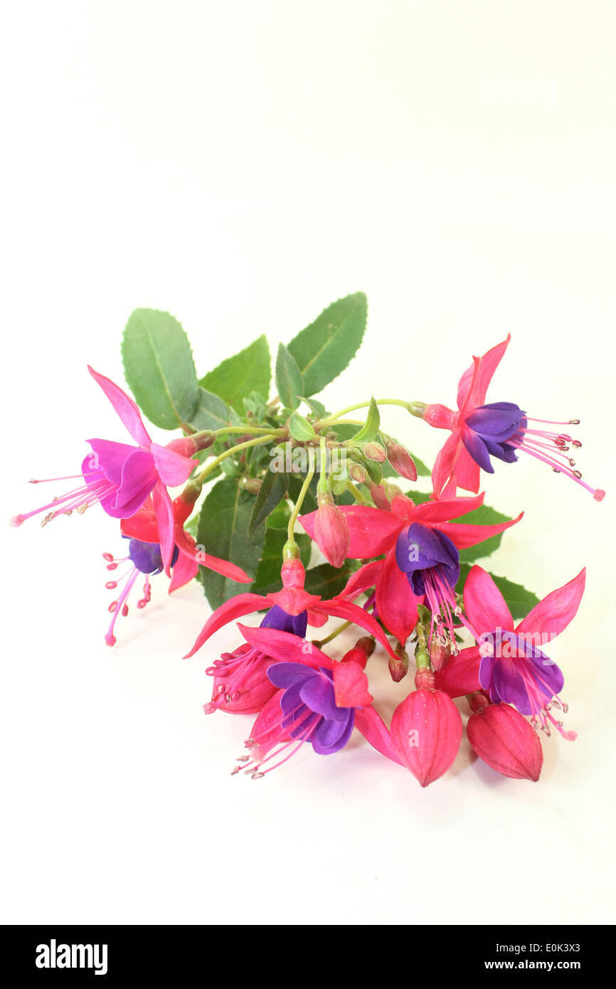 pink fuchsia flowers in front of white background Stock Photo