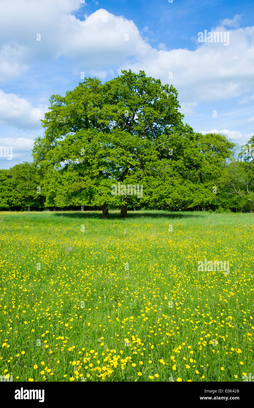 English Oak tree, Quercus robur, in a field of buttercups in summer in Swinbrook, the Cotswolds, Oxfordshire, UK Stock Photo