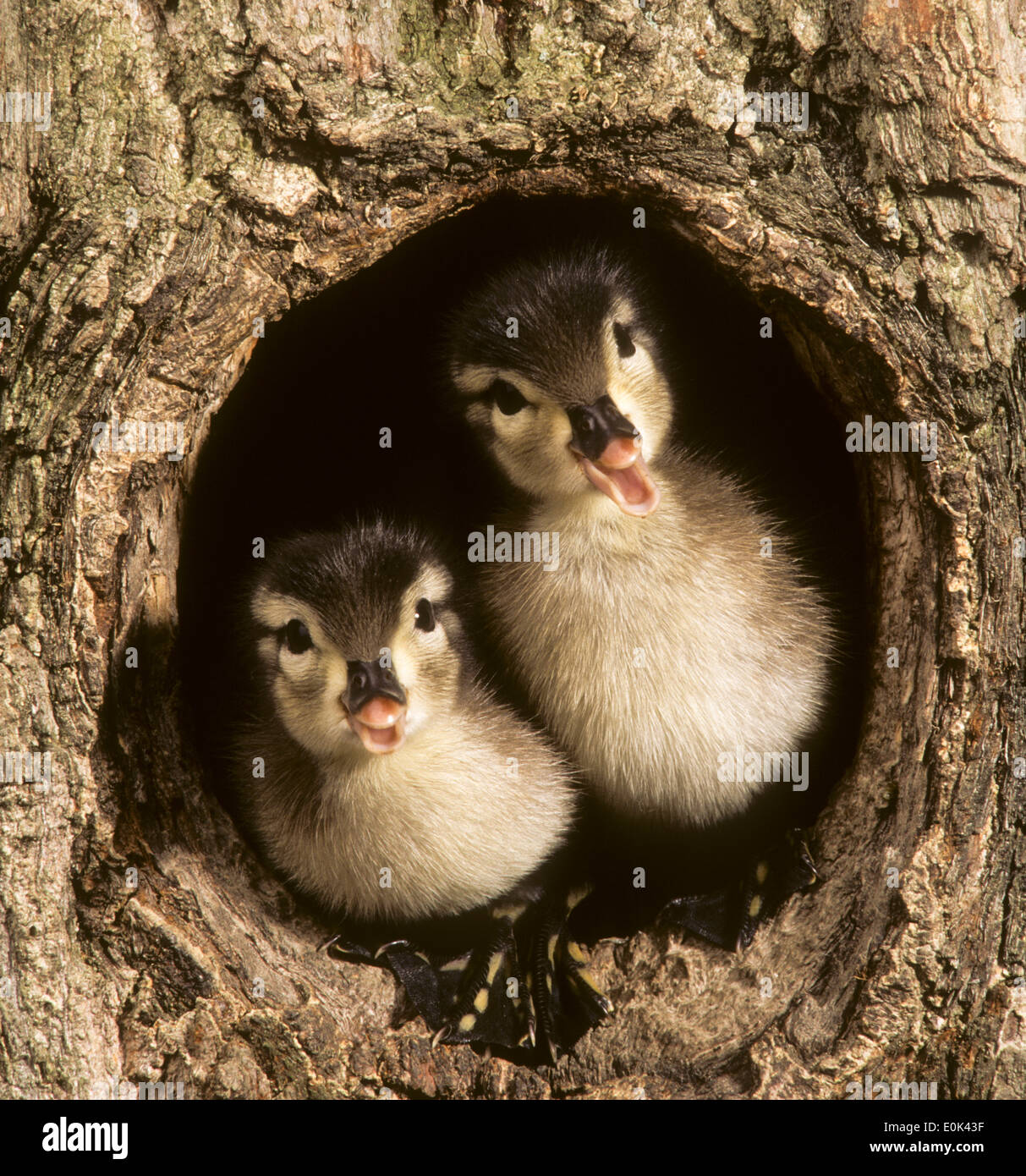 Wood duck in tree hires stock photography and images Alamy