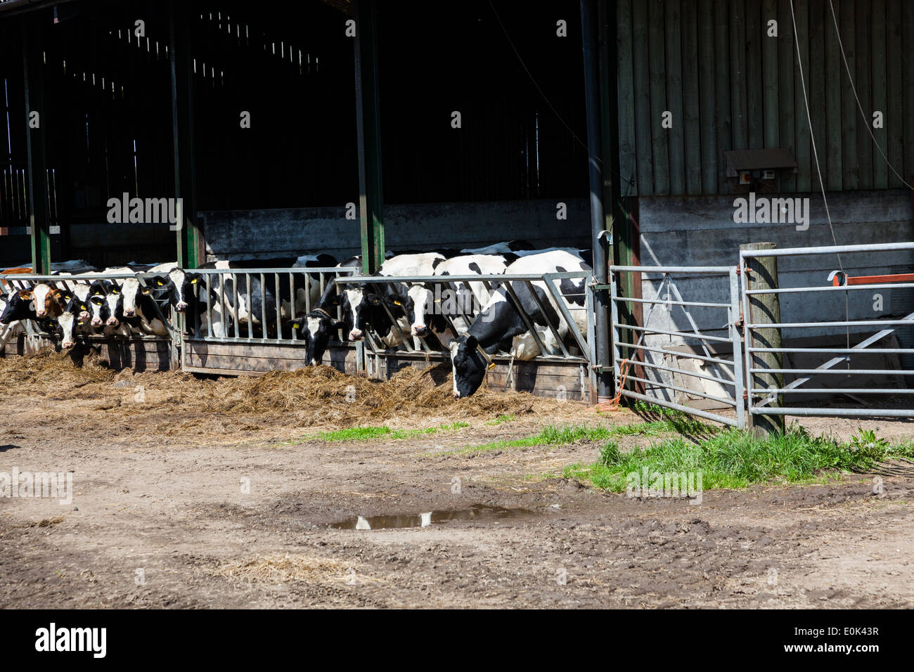 Cows feeding in a barn in a farmyard. Stock Photo