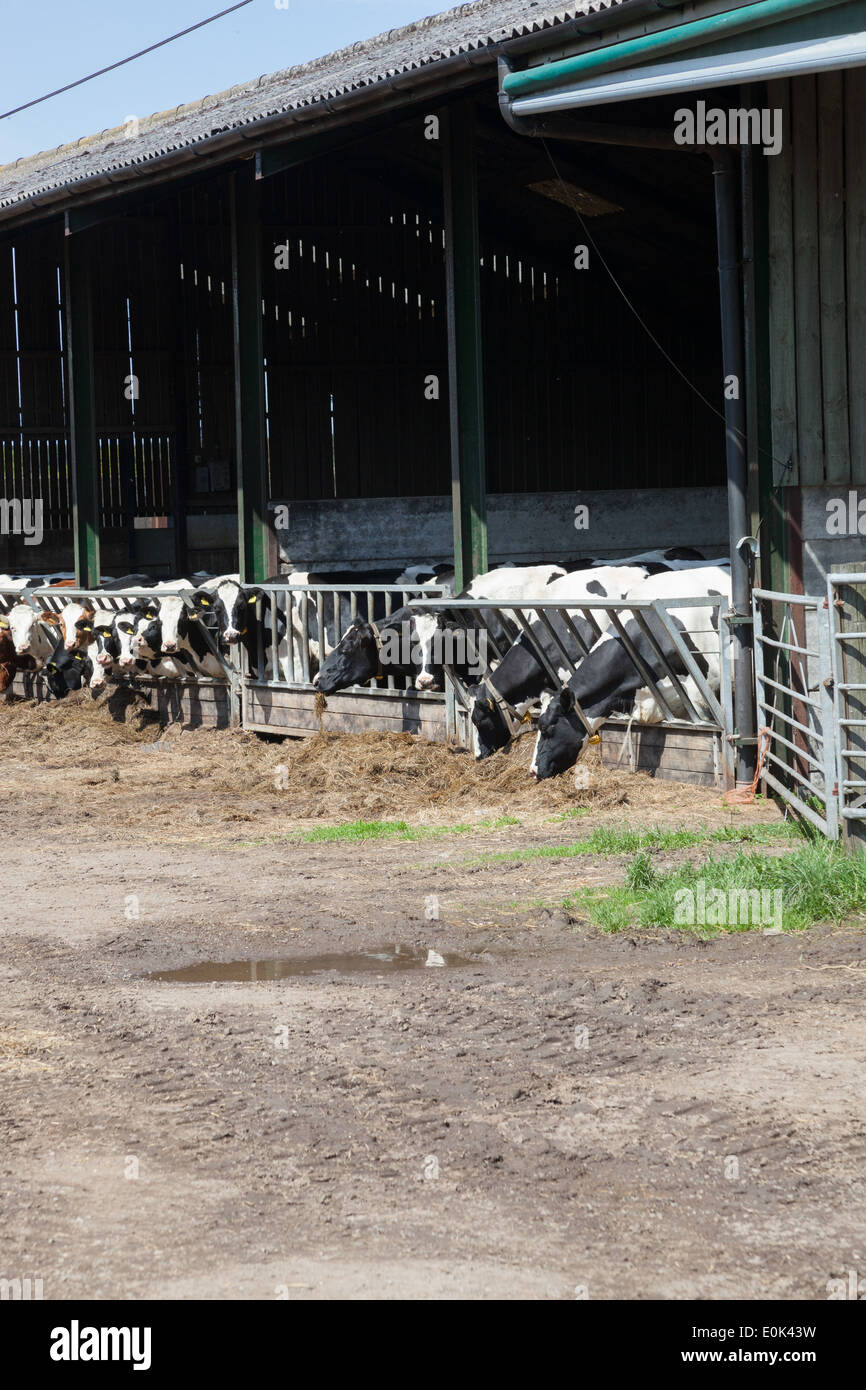 Cows feeding in a barn in a farmyard. Stock Photo