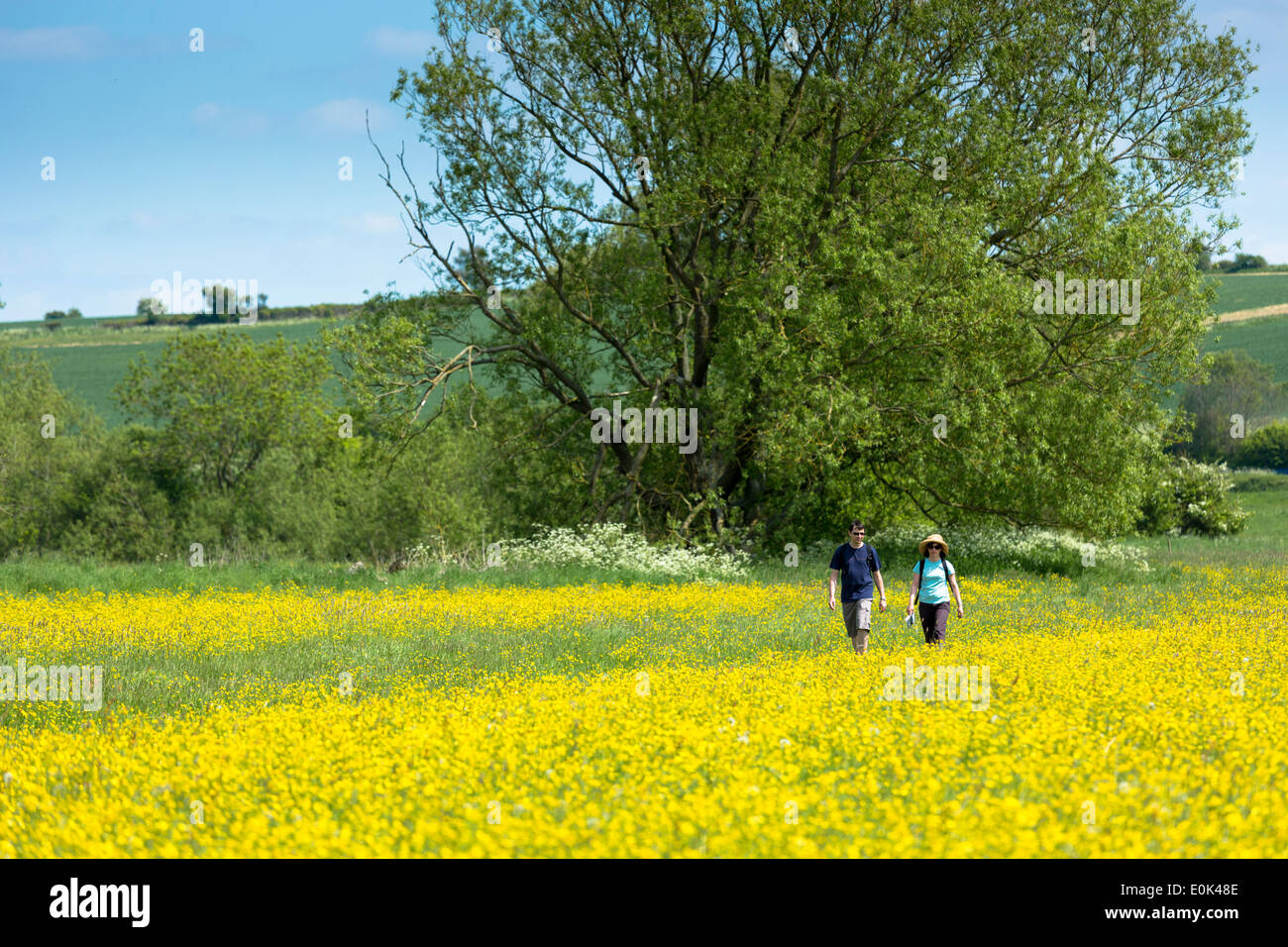 Walkers on nature walk strolling through a meadow of buttercups in The Cotswolds, UK Stock Photo