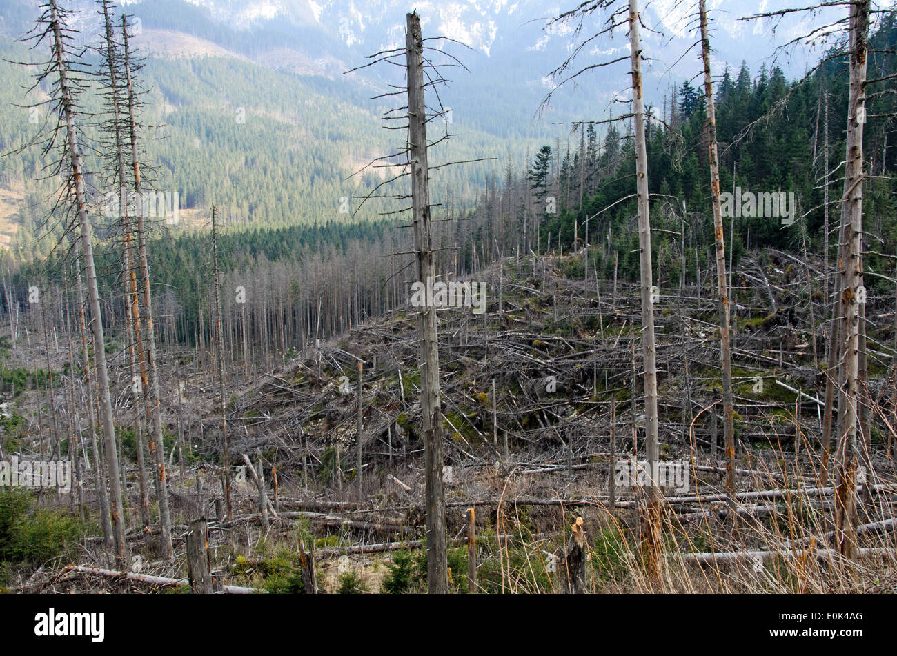 the broken trees after powerful hurricane Stock Photo - Alamy