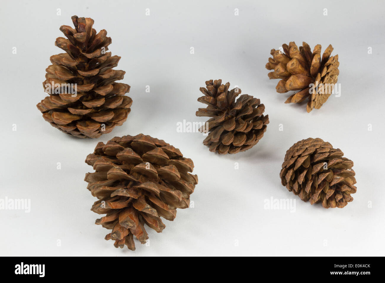 Pine cones on white background Stock Photo