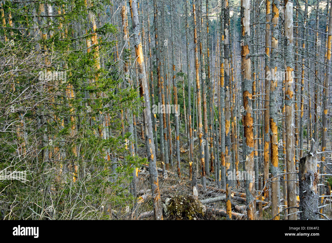 the broken trees after powerful hurricane Stock Photo - Alamy