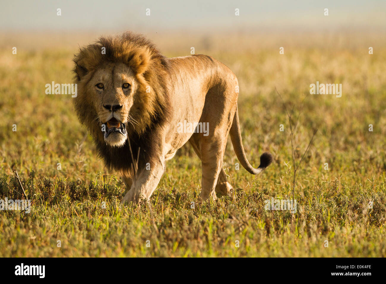 Male lion hunting in Ngorongoro Crater, Serengeti National Park, Tanzania (Panthera leo;) Stock Photo