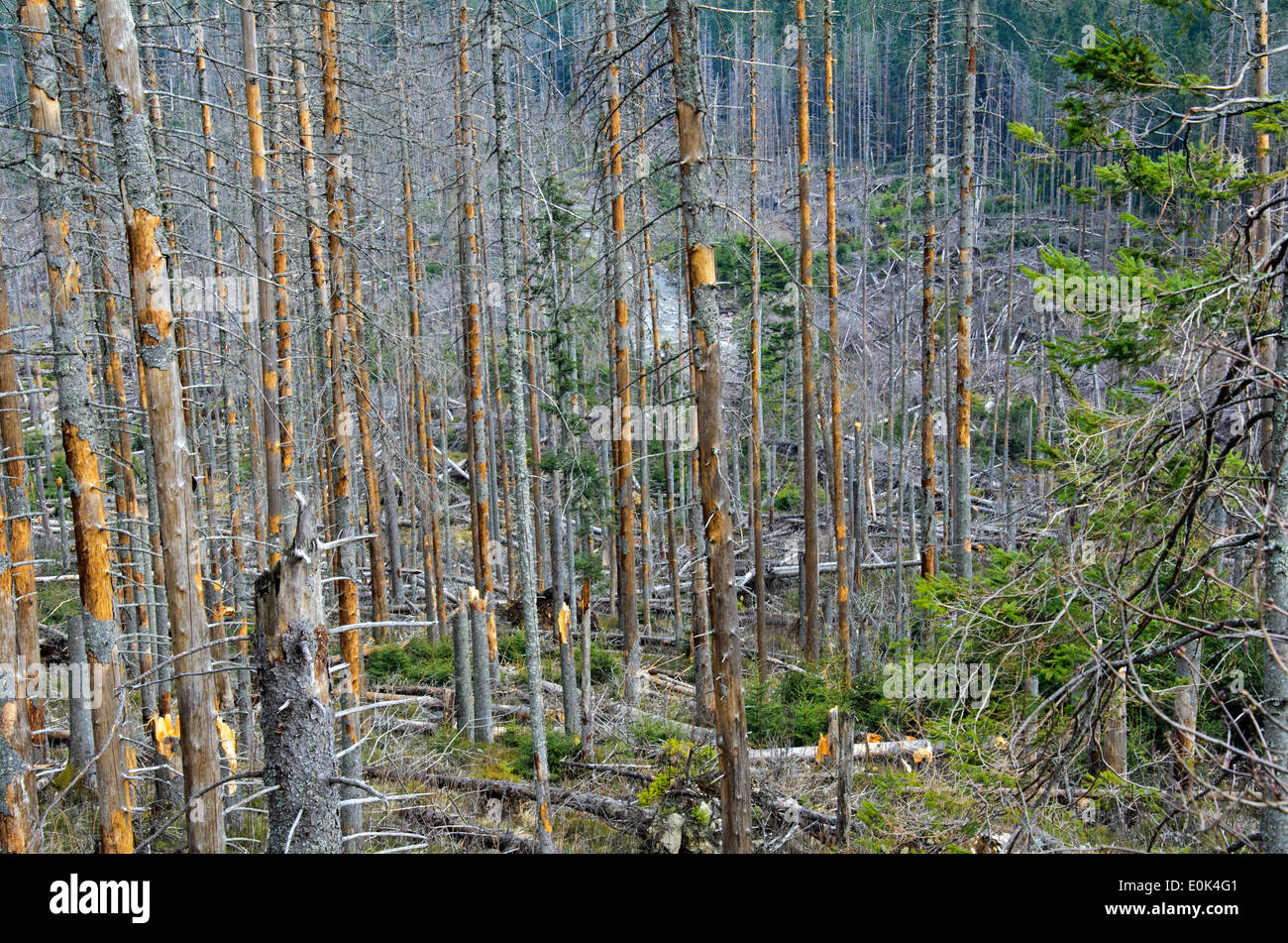 the broken trees after powerful hurricane Stock Photo - Alamy