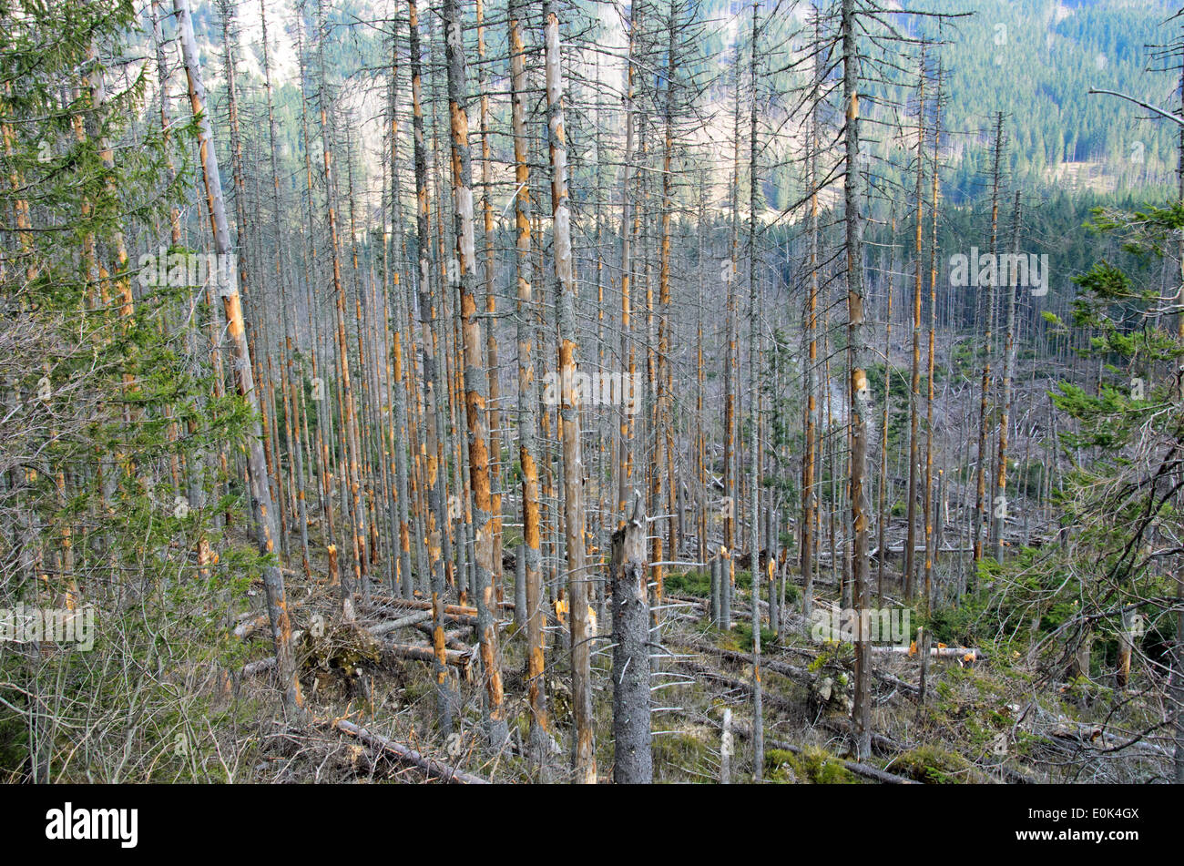 the broken trees after powerful hurricane Stock Photo - Alamy