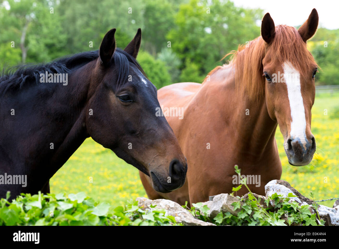 Chestnut bay horse field hires stock photography and images Alamy