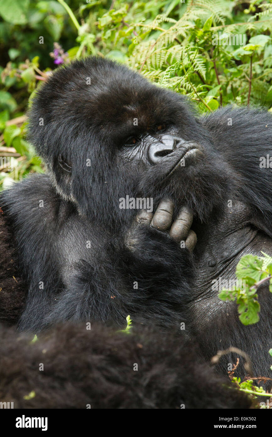 Mountain Gorilla, Kwitonda Group, posing for photographers, Volcanoes National Park, Rwanda (Gorilla beringei beringei) Stock Photo