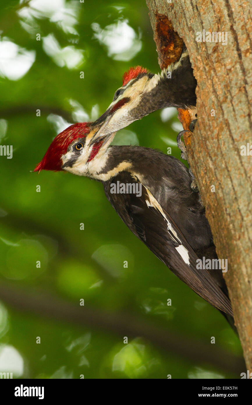 Adult Pileated Woodpecker feeding young just days from fledging, at
