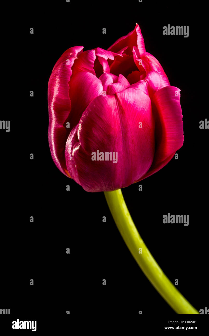 Dark red Tulip Flower Stock Photo