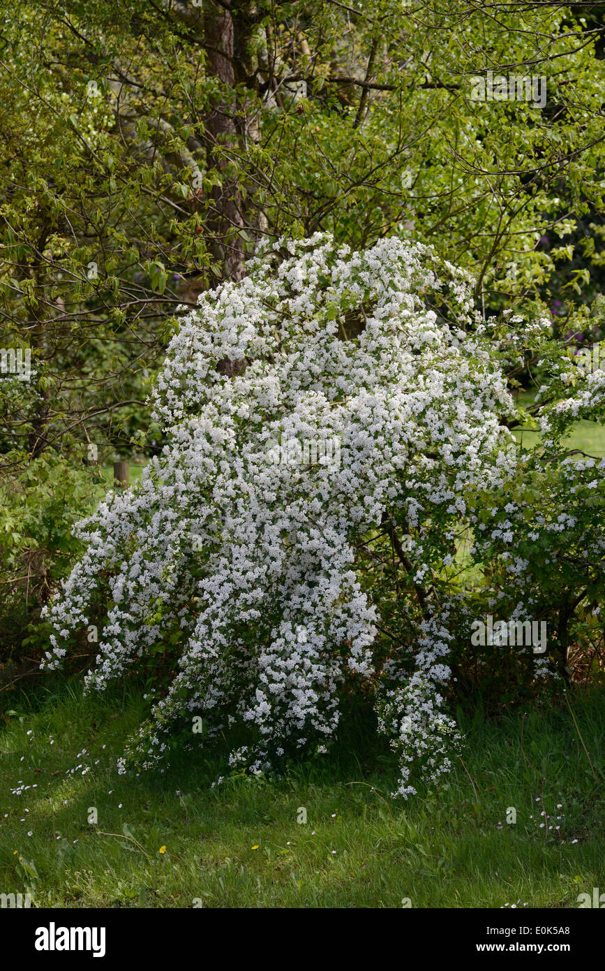 Hawthorn (Crataegus monogyna) in blossom, also known as may blossom. Stock Photo