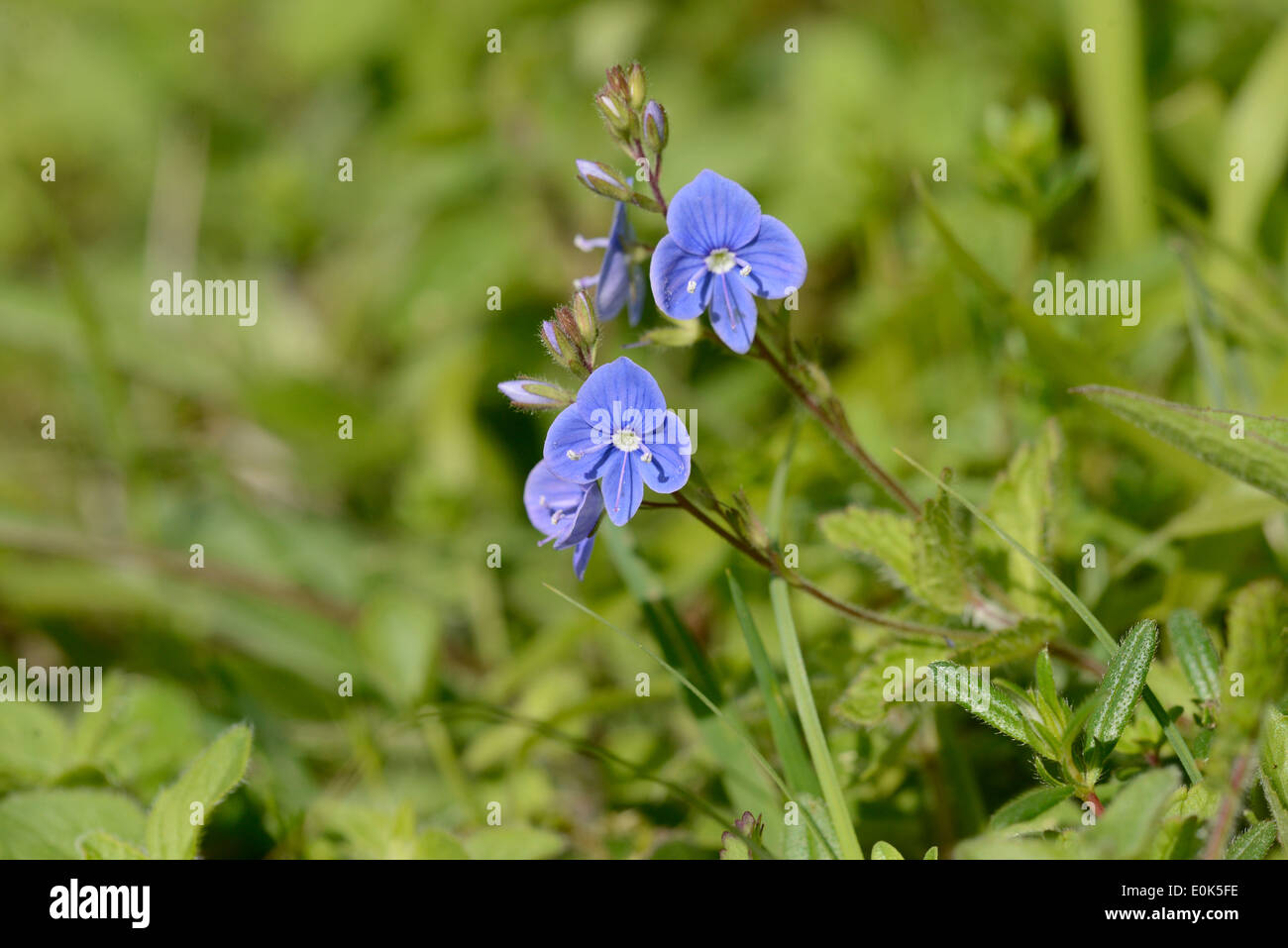 Germander speedwell (Veronica officinalis) Stock Photo