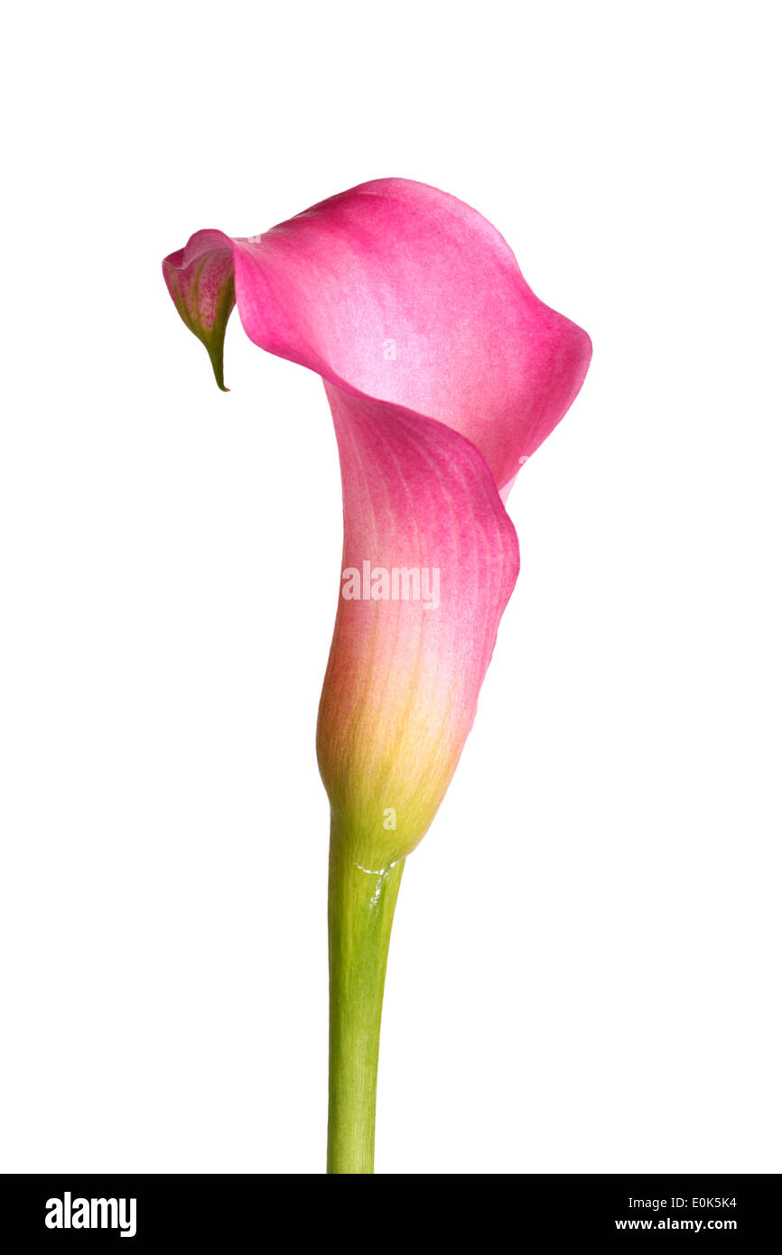 Single flower and stem of a pink calla lily (Zantedeschia hybrid
